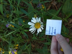Leucanthemum vulgare