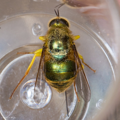 Eulonchus smaragdinus