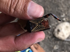 Pachylis neocalifornicus