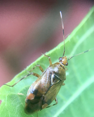 Deraeocoris flavilinea
