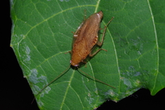 Megamareta pallidiola