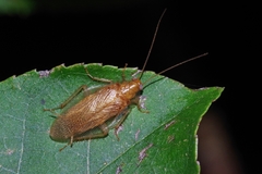 Megamareta pallidiola
