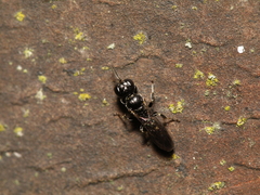 Crossocerus