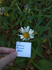 Leucanthemum vulgare
