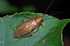 Megamareta pallidiola