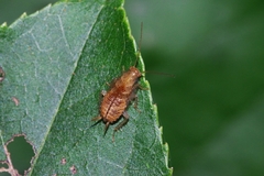 Megamareta pallidiola