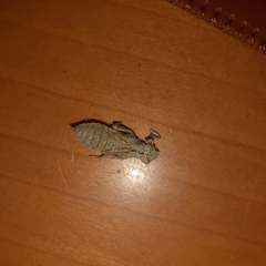 Onychogomphus forcipatus