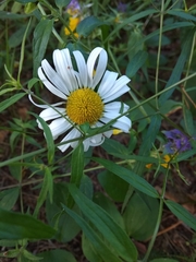 Leucanthemum vulgare