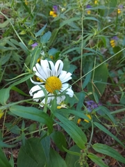 Leucanthemum vulgare