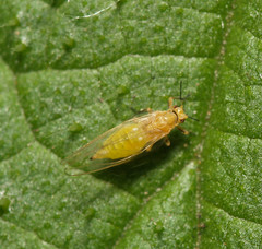 Psylloidea