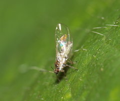 Psylloidea