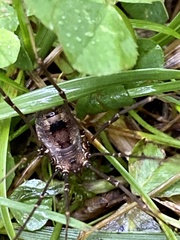 Leiobunum calcar