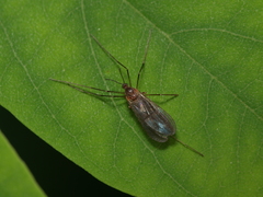 Sciaridae