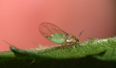 Psylloidea