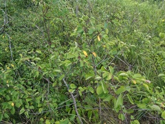 Amelanchier sanguinea