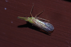 Dictyophara okinawensis