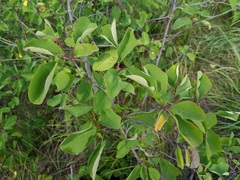 Amelanchier sanguinea