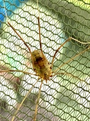 Leiobunum calcar