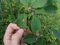 Amelanchier sanguinea