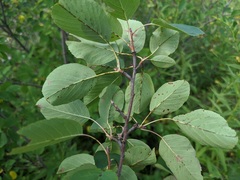 Amelanchier sanguinea