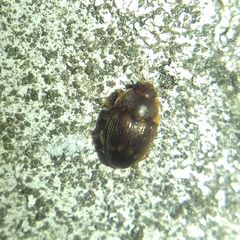 Stelidota geminata