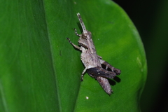 Traulia ornata okinawaensis