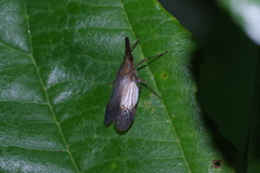 Epiricania hagoromo