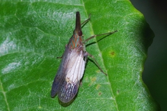 Epiricania hagoromo