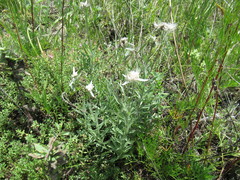 Leontopodium leontopodioides