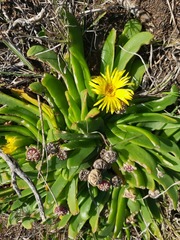 Glottiphyllum