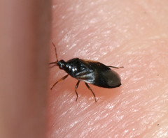 Anthocoridae