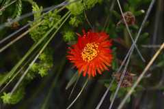 Lampranthus fergusoniae