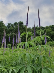Veronicastrum sibiricum