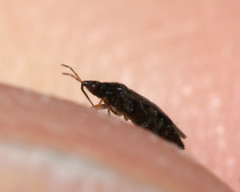 Anthocoridae