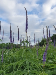 Veronicastrum sibiricum