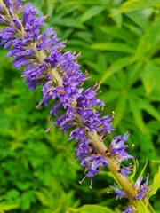 Veronicastrum sibiricum