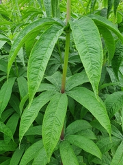 Veronicastrum sibiricum