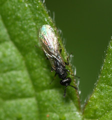 Chrysidoidea