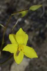 Cyanella lutea lutea