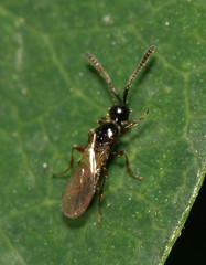 Spilomicrus