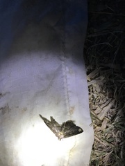 Adrapsa quadrilinealis