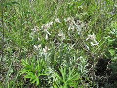 Leontopodium leontopodioides