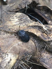 Thanatophilus rugosus