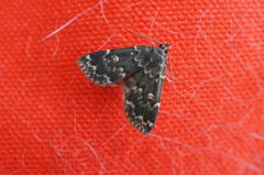 Idia scobialis