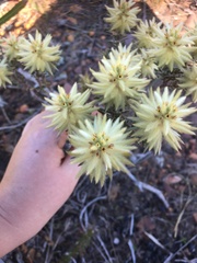 Phylica pubescens pubescens