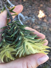 Phylica pubescens pubescens