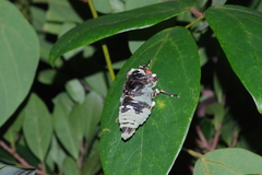 Cryptotympana facialis