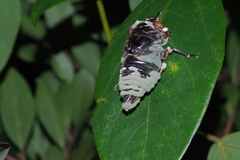 Cryptotympana facialis