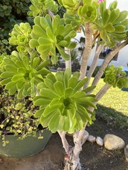 Aeonium arboreum