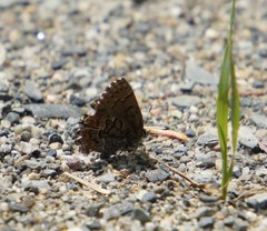 Callophrys niphon